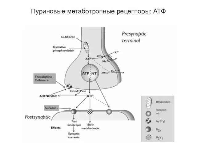 Пуриновые метаботропные рецепторы: АТФ