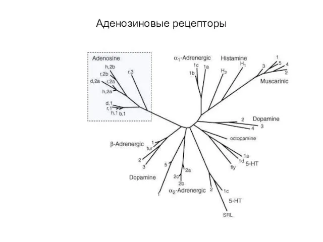 Аденозиновые рецепторы