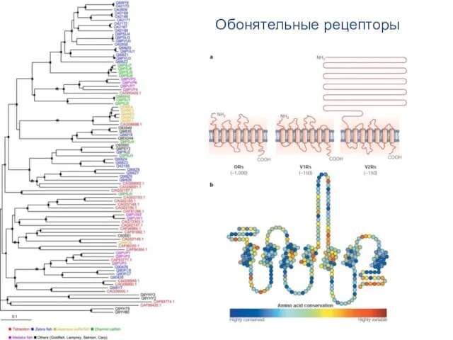 Обонятельные рецепторы