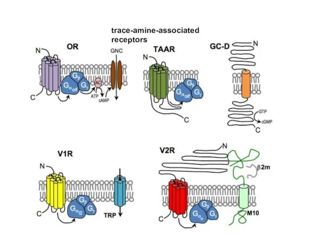 trace-amine-associated receptors