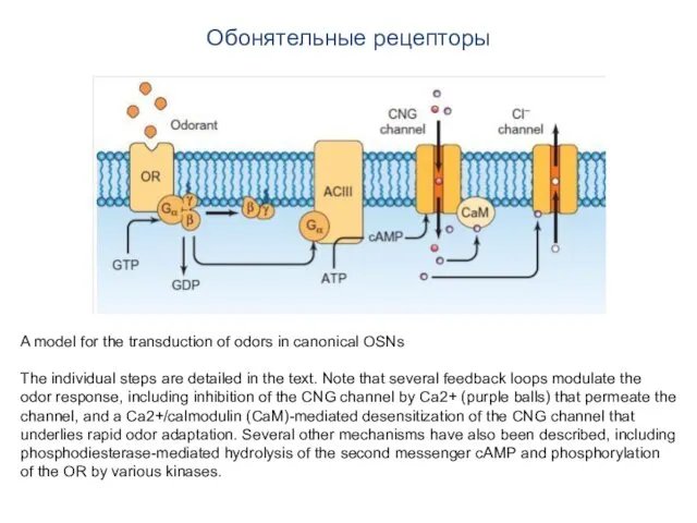 Обонятельные рецепторы A model for the transduction of odors in