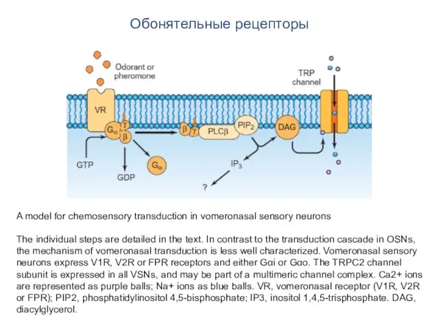 Обонятельные рецепторы A model for chemosensory transduction in vomeronasal sensory