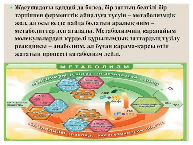 Жасушадағы қандай да болса, бір заттың белгілі бір тәртіппен ферменттік