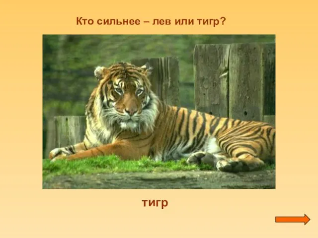 Кто сильнее – лев или тигр? тигр