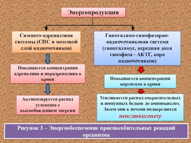 Рисунок 3 – Энергообеспечение приспособительных реакций организма