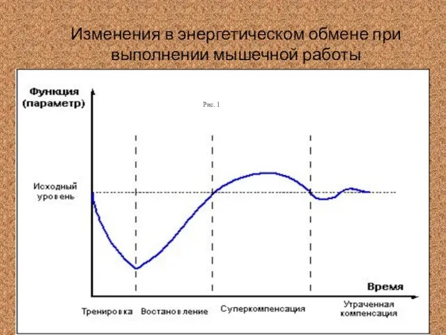 Изменения в энергетическом обмене при выполнении мышечной работы Рис. 1