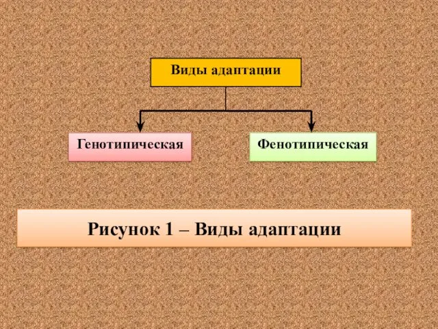 Рисунок 1 – Виды адаптации