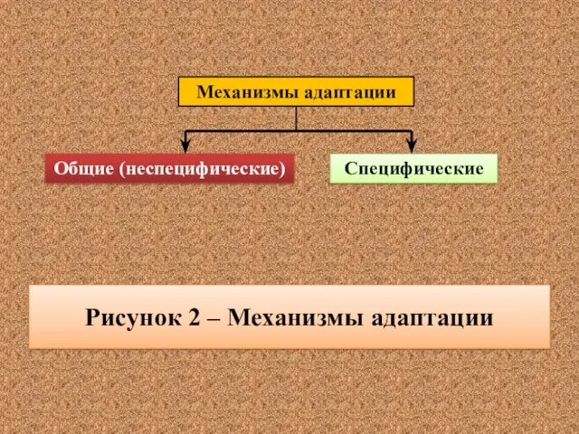 Рисунок 2 – Механизмы адаптации