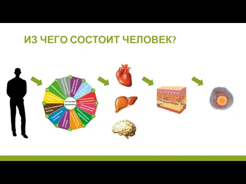 ИЗ ЧЕГО СОСТОИТ ЧЕЛОВЕК?