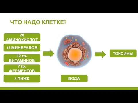 ЧТО НАДО КЛЕТКЕ? 28 АМИНОКИСЛОТ 15 МИНЕРАЛОВ 12 гр. ВИТАМИНОВ