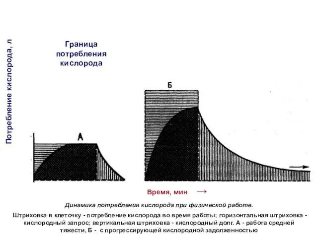 Время, мин → Потребление кислорода, л 1 2 3 4