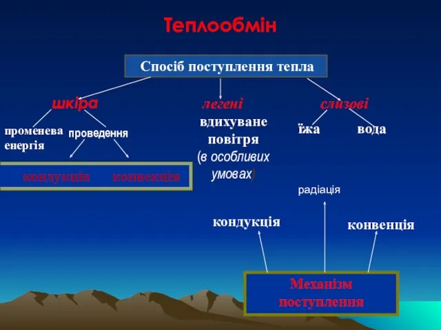 Спосіб поступлення тепла Теплообмін шкіра легені слизові вдихуване повітря (в