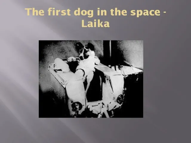 The first dog in the space - Laika