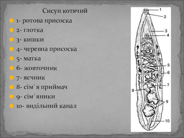 Сисун котячий 1- ротова присоска 2- глотка 3- кишки 4-