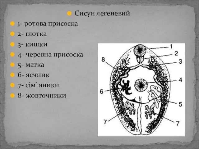 Сисун легеневий 1- ротова присоска 2- глотка 3- кишки 4-