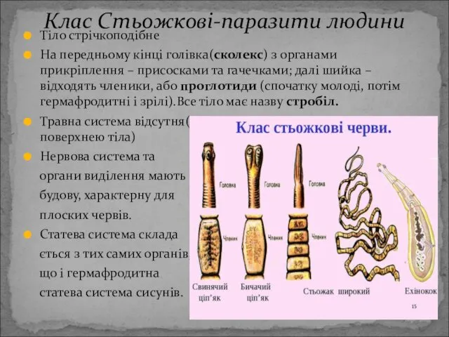 Тіло стрічкоподібне На передньому кінці голівка(сколекс) з органами прикріплення –