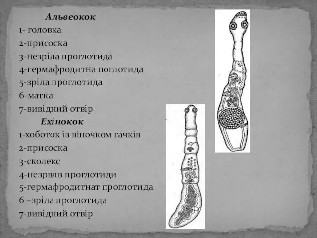 Альвеокок 1- головка 2-присоска 3-незріла проглотида 4-гермафродитна поглотида 5-зріла проглотида