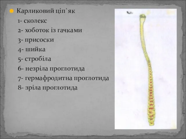 Карликовий ціп`як 1- сколекс 2- хоботок із гачками 3- присоски