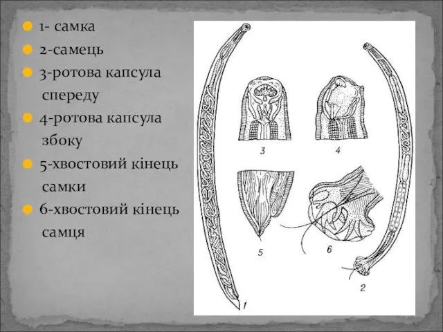 1- самка 2-самець 3-ротова капсула спереду 4-ротова капсула збоку 5-хвостовий кінець самки 6-хвостовий кінець самця