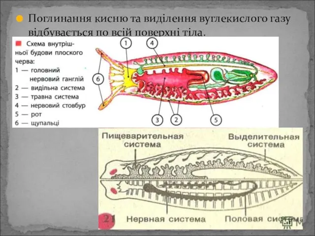 Поглинання кисню та виділення вуглекислого газу відбувається по всій поверхні тіла.