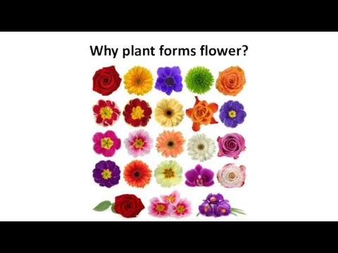 Why plant forms flower?