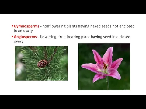 Gymnosperms - nonflowering plants having naked seeds not enclosed in