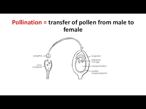 Pollination = transfer of pollen from male to female