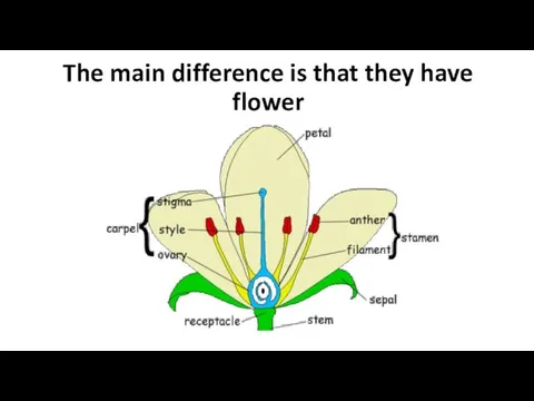 The main difference is that they have flower