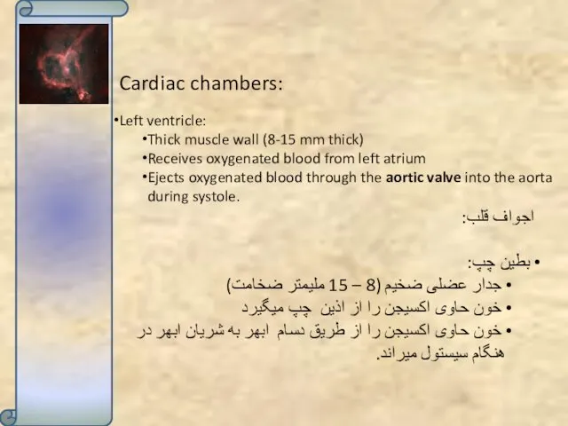 Cardiac chambers: Left ventricle: Thick muscle wall (8-15 mm thick) Receives oxygenated blood