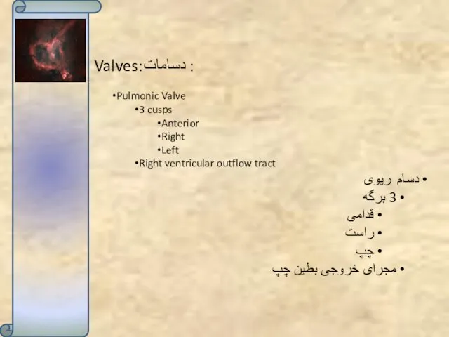 Valves:دسامات : Pulmonic Valve 3 cusps Anterior Right Left Right ventricular outflow tract