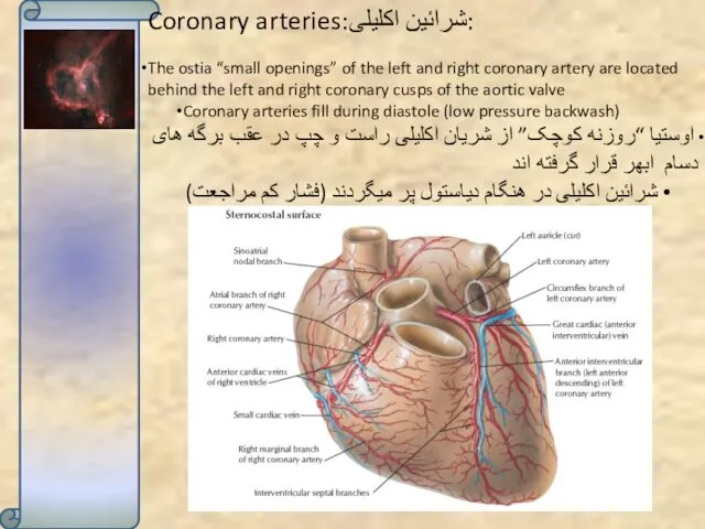 Coronary arteries:شرائین اکلیلی: The ostia “small openings” of the left and right coronary
