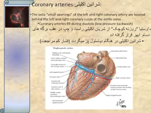Coronary arteries:شرائین اکلیلی: The ostia “small openings” of the left and right coronary