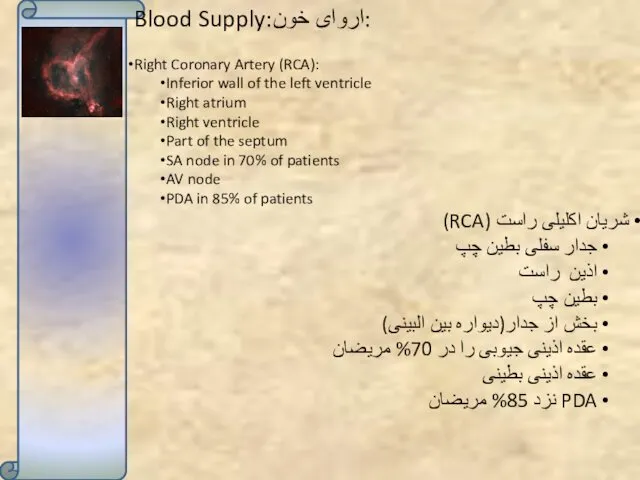 Blood Supply:اروای خون: Right Coronary Artery (RCA): Inferior wall of the left ventricle