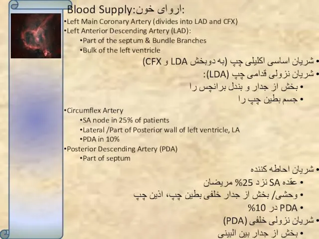 Blood Supply:اروای خون: Left Main Coronary Artery (divides into LAD and CFX) Left