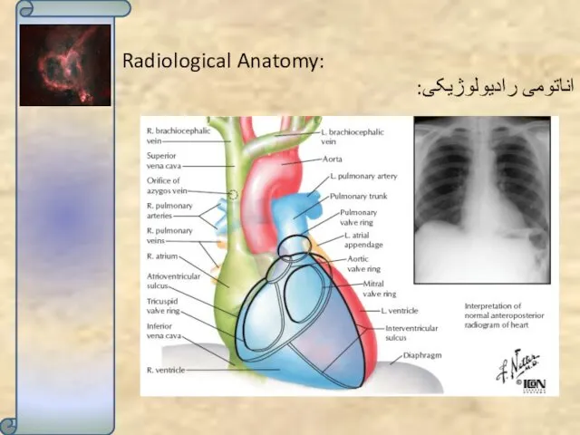Radiological Anatomy: اناتومی رادیولوژیکی: