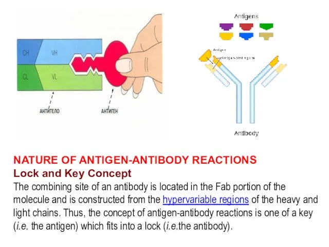 NATURE OF ANTIGEN-ANTIBODY REACTIONS Lock and Key Concept The combining
