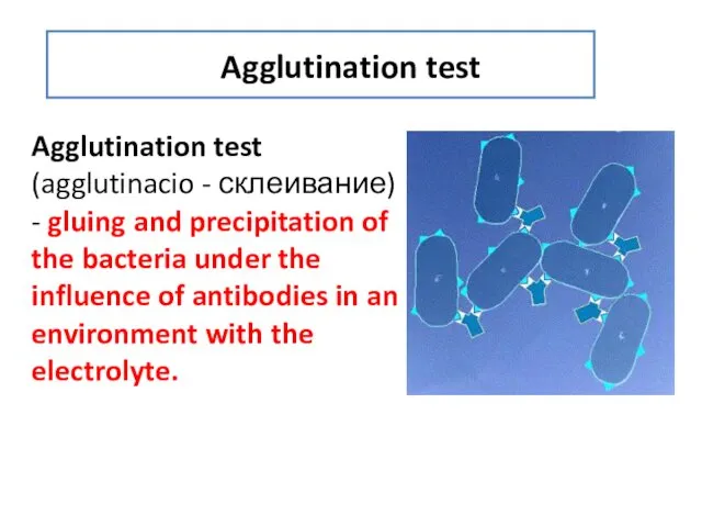 Agglutination test Agglutination test (agglutinacio - склеивание) - gluing and