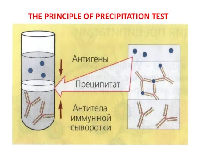 THE PRINCIPLE OF PRECIPITATION TEST