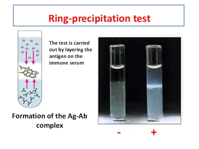 Ring-precipitation test Formation of the Ag-Ab complex - + The