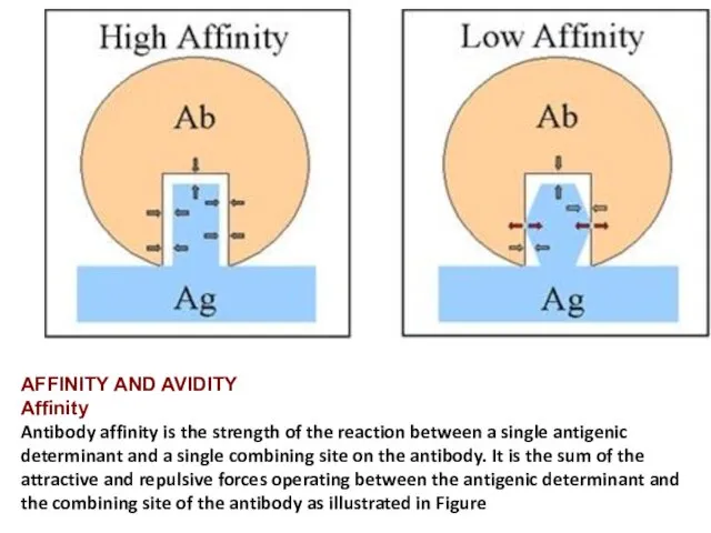 AFFINITY AND AVIDITY Affinity Antibody affinity is the strength of