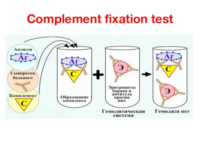 Complement fixation test