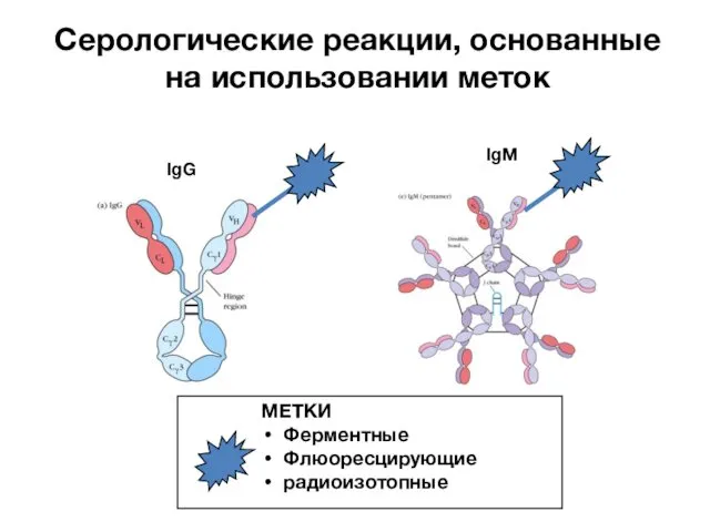 IgG IgM Серологические реакции, основанные на использовании меток МЕТКИ Ферментные Флюоресцирующие радиоизотопные