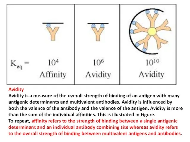 Avidity Avidity is a measure of the overall strength of