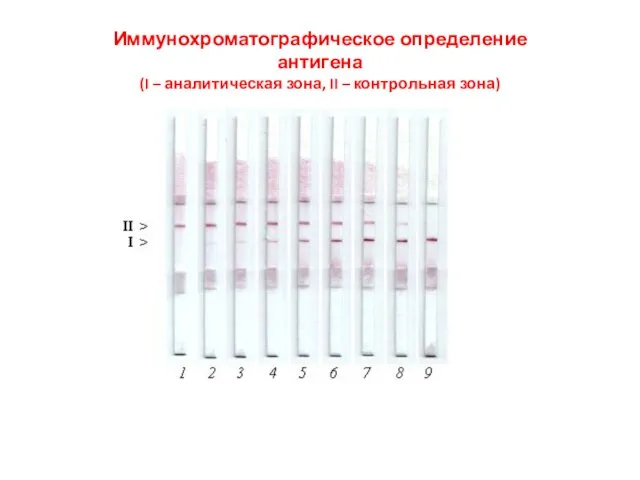 Иммунохроматографическое определение антигена (I – аналитическая зона, II – контрольная зона)