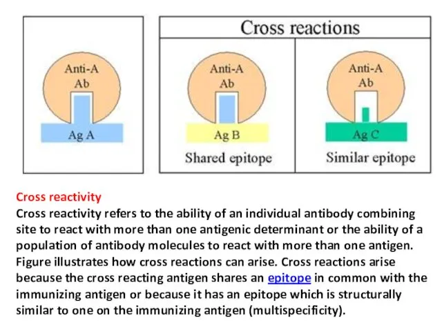 Cross reactivity Cross reactivity refers to the ability of an