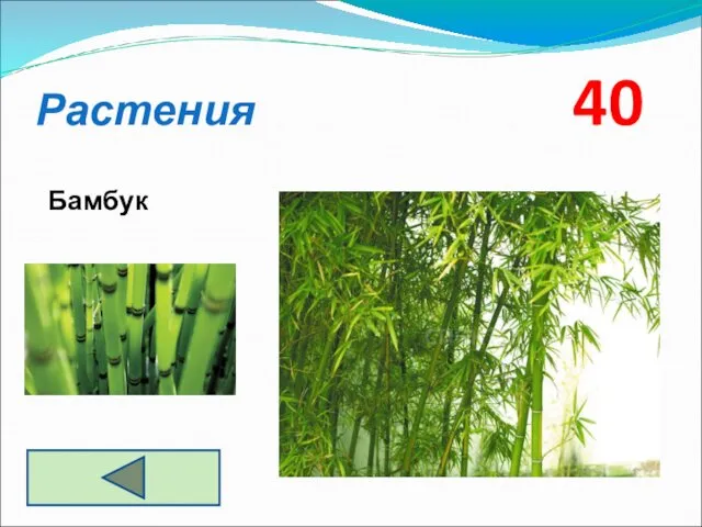 Растения 40 Бамбук