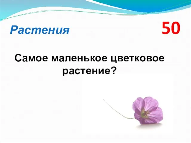 Растения 50 Самое маленькое цветковое растение?