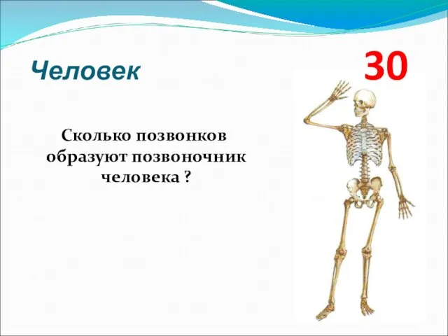 Человек 30 Сколько позвонков образуют позвоночник человека ?