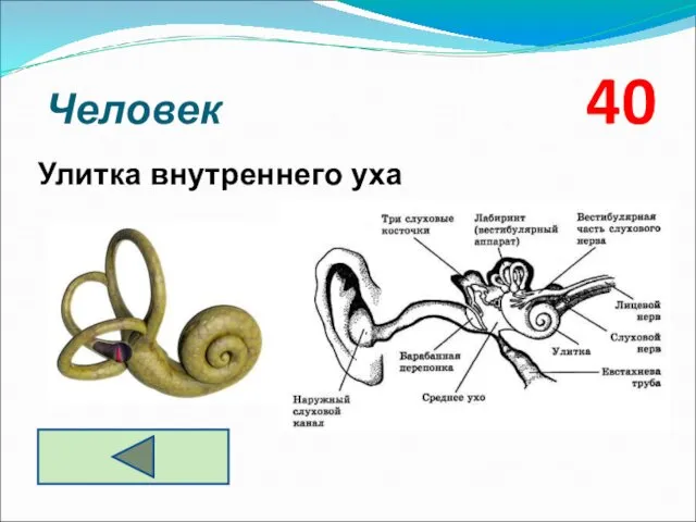 Человек 40 Улитка внутреннего уха