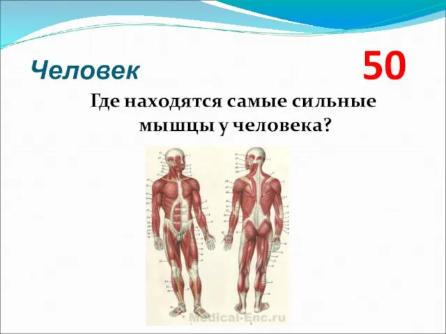 Человек 50 Где находятся самые сильные мышцы у человека?